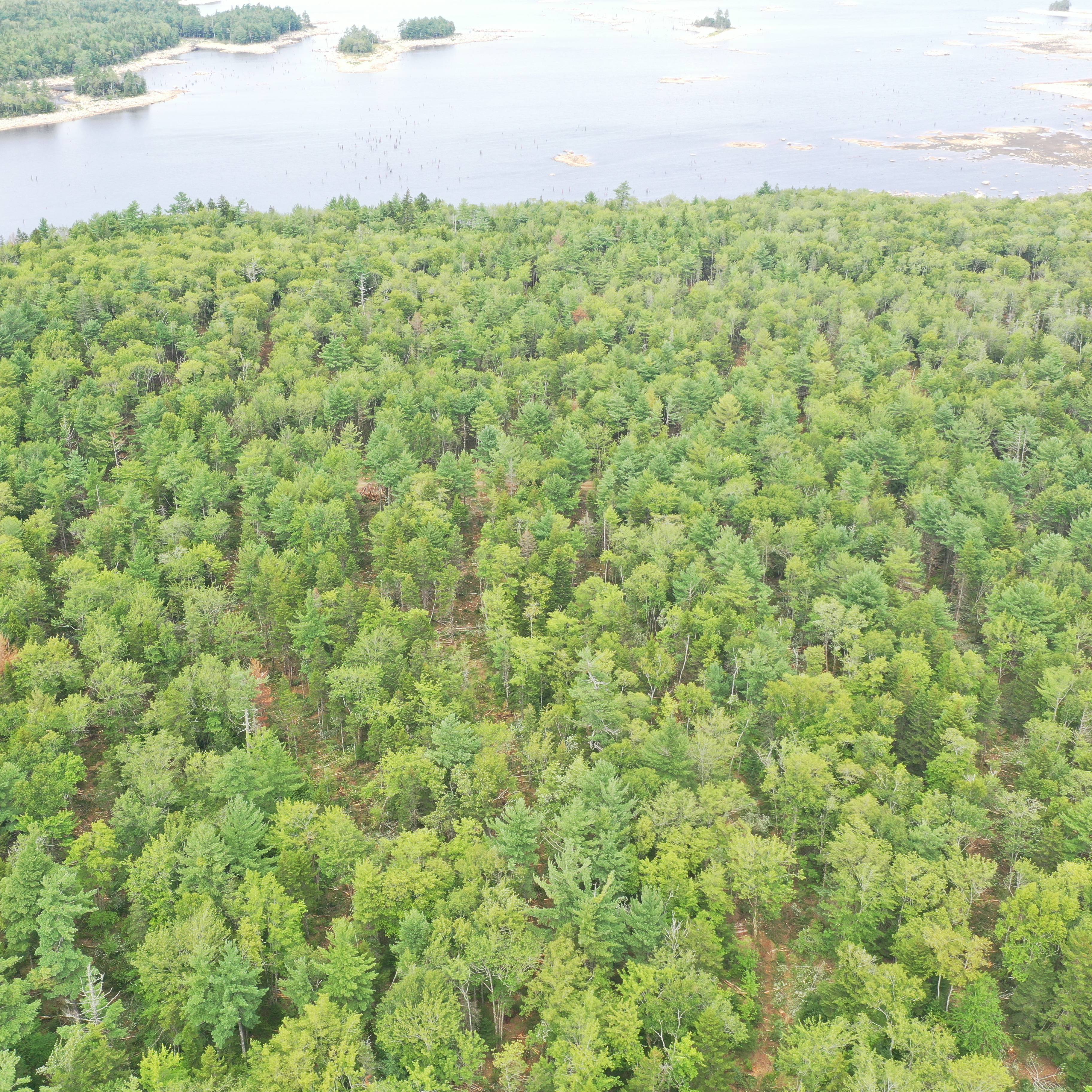 arial view of an arcadian forest after selective harvesting